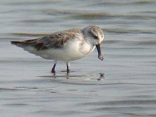 Spoon-billed Sandpiper