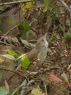 Thick-billed Warbler