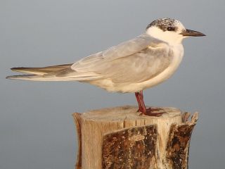 Whiskered Tern