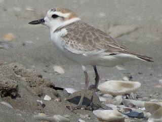 'White-faced' Plover