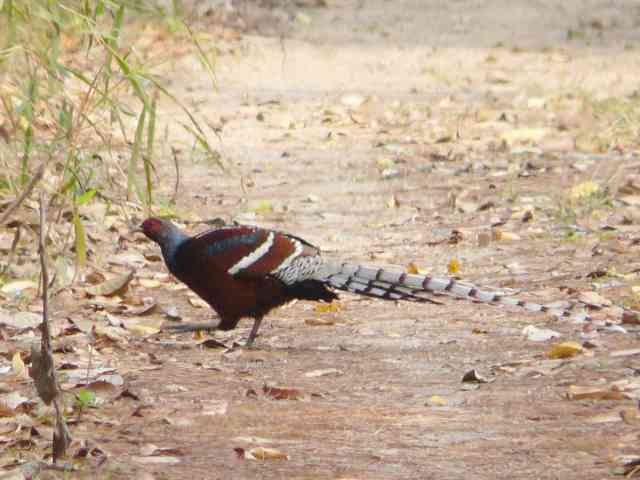 Ms Humes' Pheasant