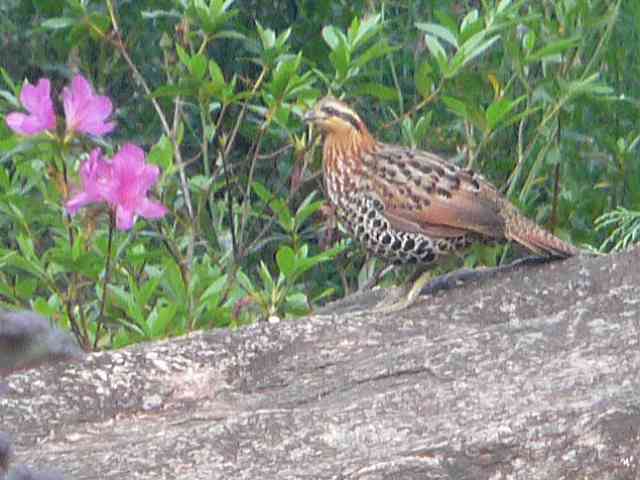 Mountain Bamboo Partridge