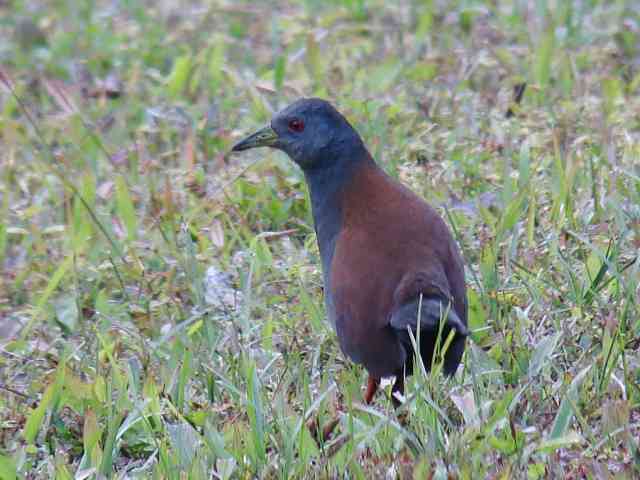 Black-tailed Crake