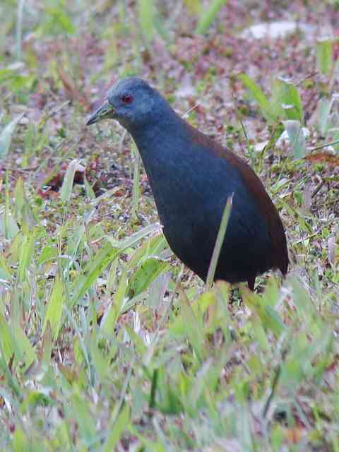 Black-tailed Crake