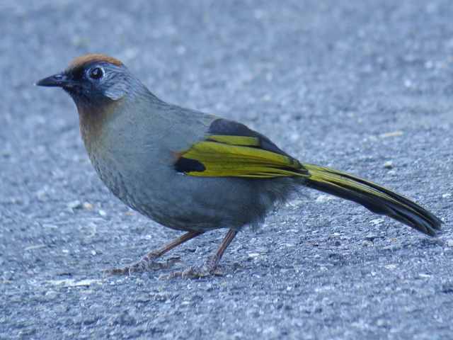 Chestnut-crowned Laughingthrush