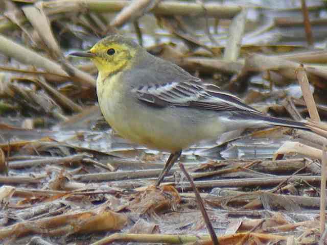 Citrine Wagtail