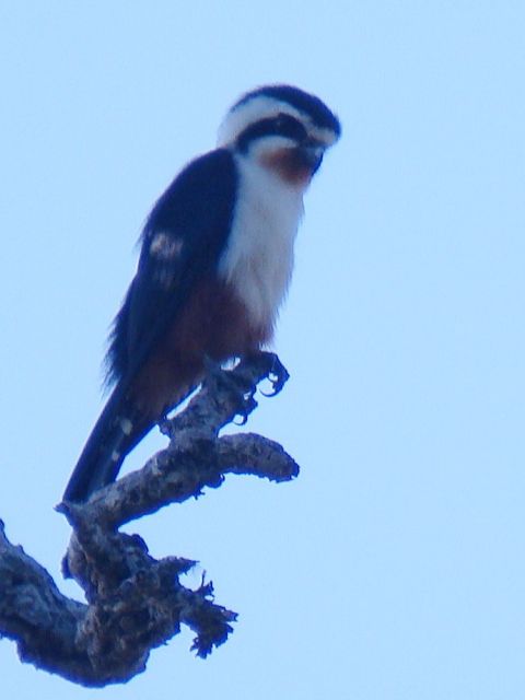 Collared Falconet