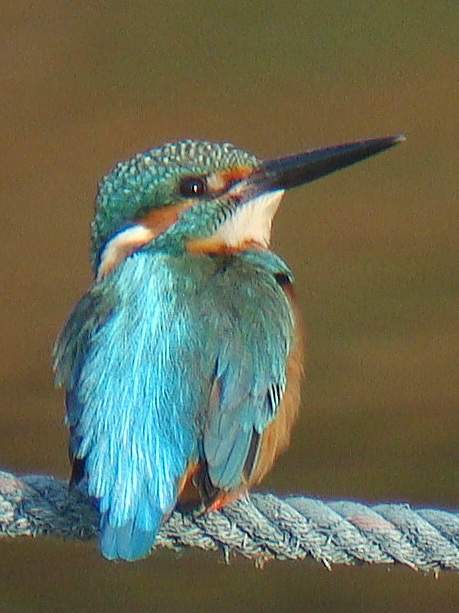 Common Kingfisher