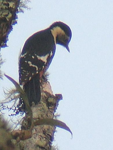 Crimson-breasted Woodpecker