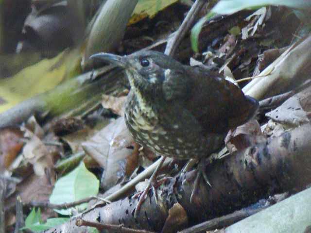 Dark-sided Thrush