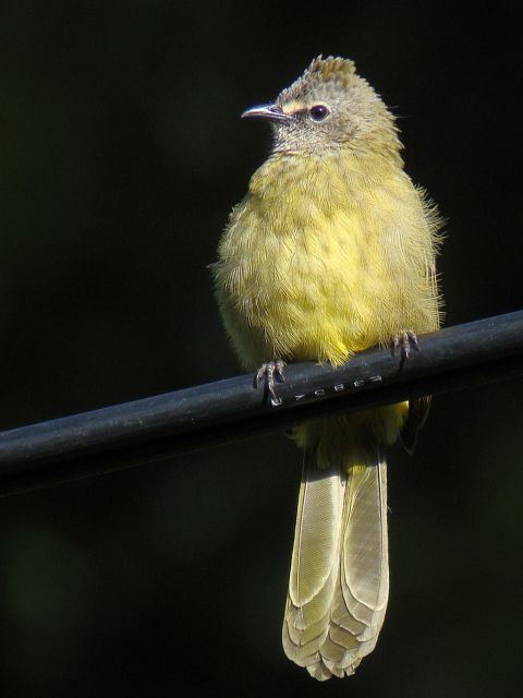 Flavescent Bulbul