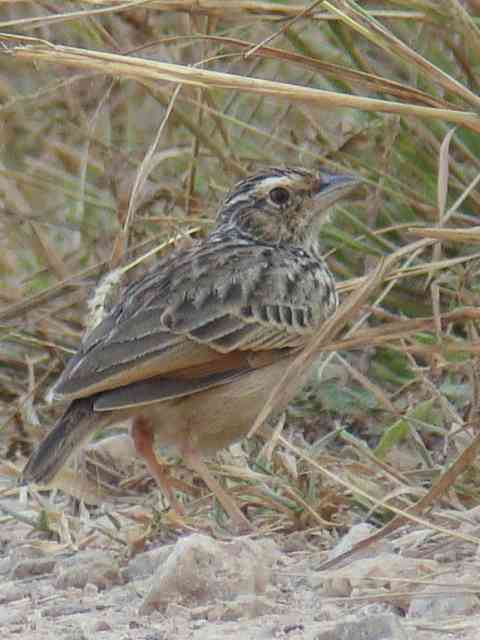 Indochinese Bushlark