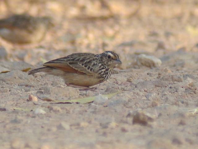 Indochinese Bushlark