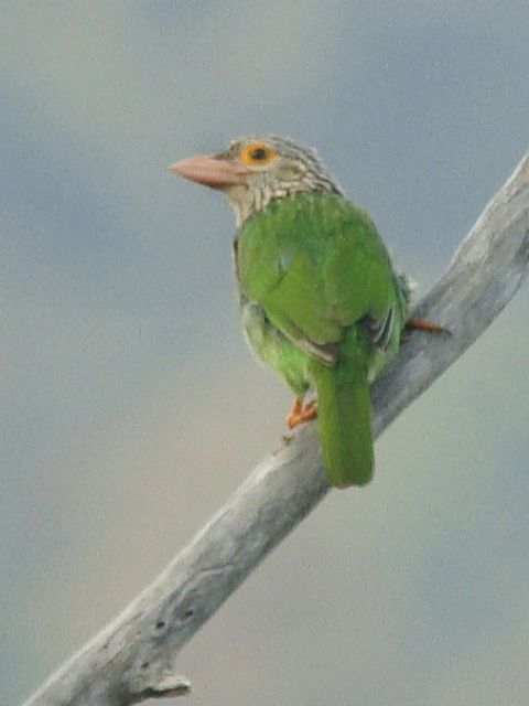 Lineated Barbet