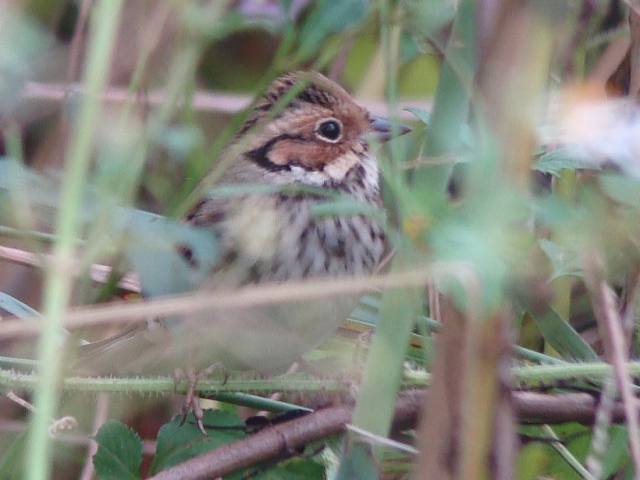 Little Bunting