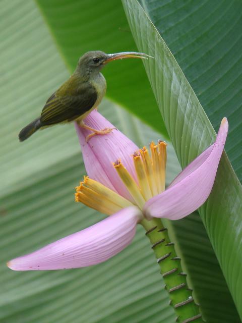 Little Spiderhunter