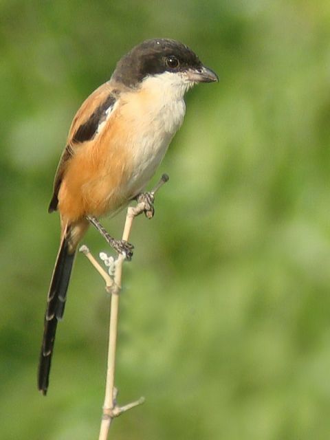 Long-tailed Shrike