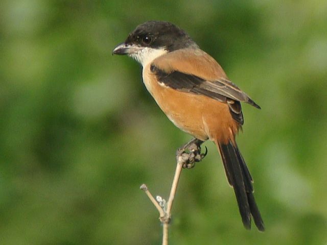 Long-tailed Shrike