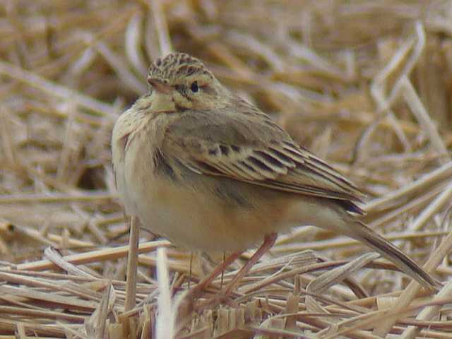 Paddyfield Pipit