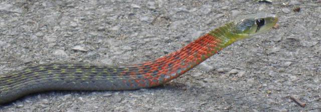 Red-necked Keelback