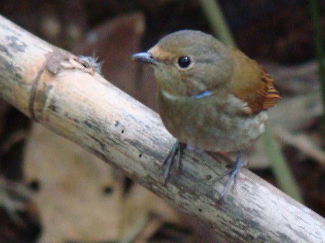 Rufous-bellied Niltava