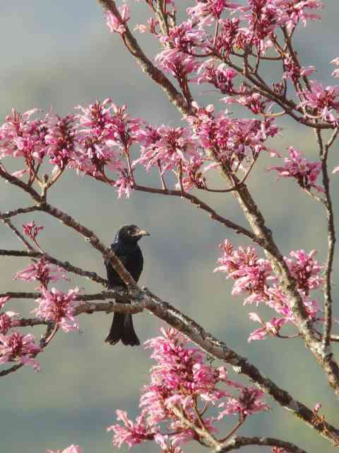 Hair-crested Drongo