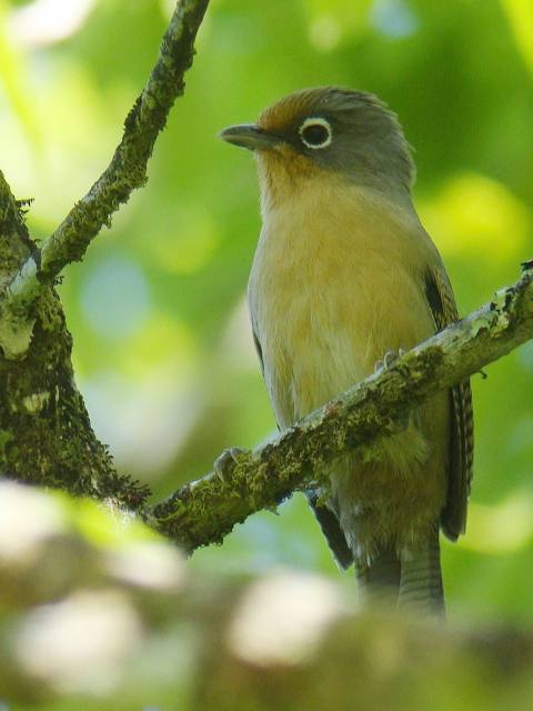 Spectacled Barwing