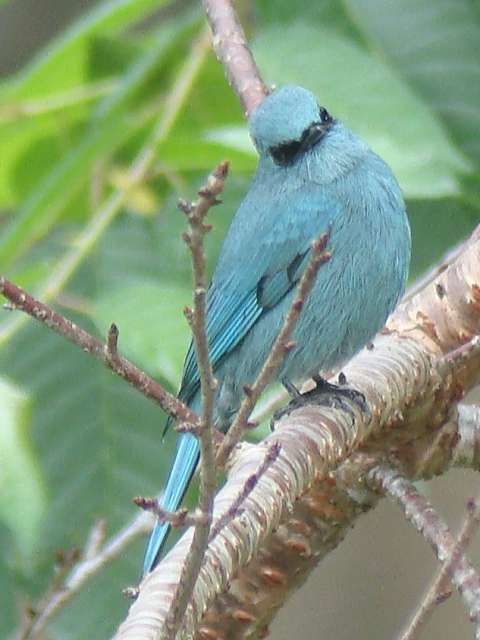 Verditer Flycatcher