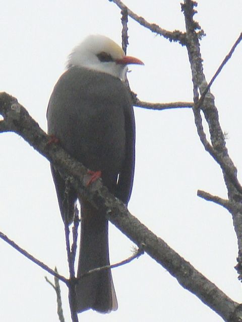 White-headed Bulbul