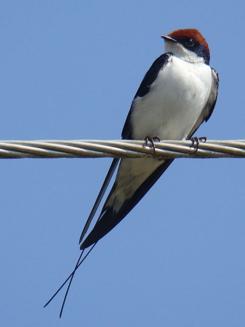 Wire-tailed Swallow