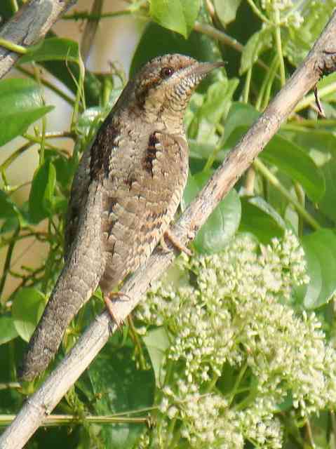 Eurasian Wryneck