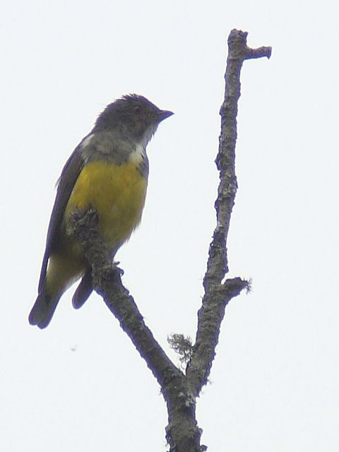 Yellow-bellied Flowerpecker