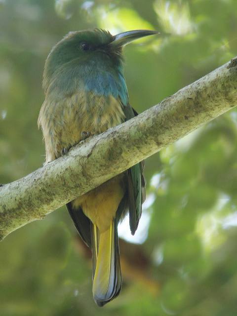 Blue-bearded Bee-eater