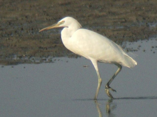 Chinese Egret