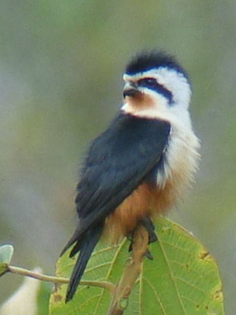 Collared Falconet