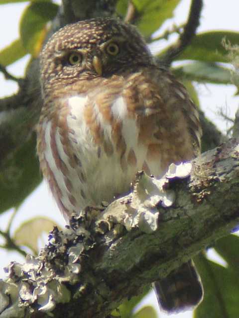 Collared Owlet