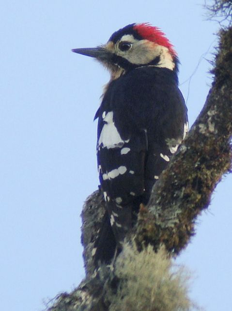 Crimson-breasted Woodpecker