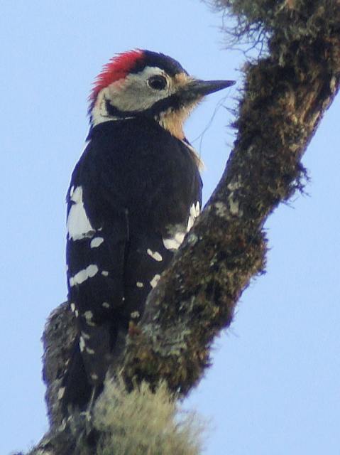 Crimson-breasted Woodpecker