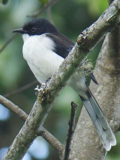 Dark-backed Sibia