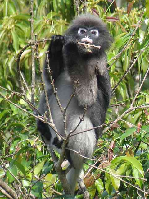 Dusky Langur