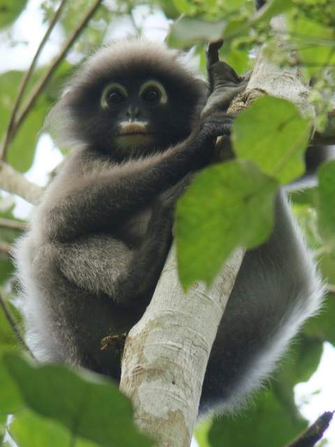 Dusky Langur