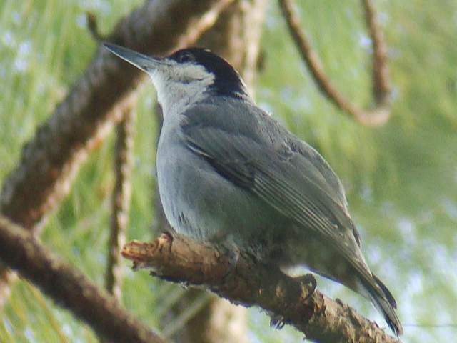 Giant Nuthatch