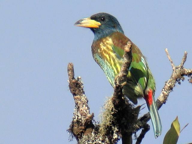 Great Barbet