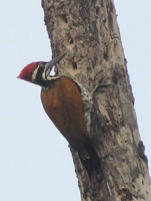 Greater Flameback