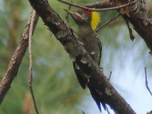 Lesser Yellownape