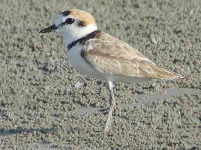 Malaysian Plover