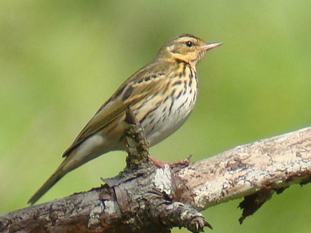 Olive-backed Pipit