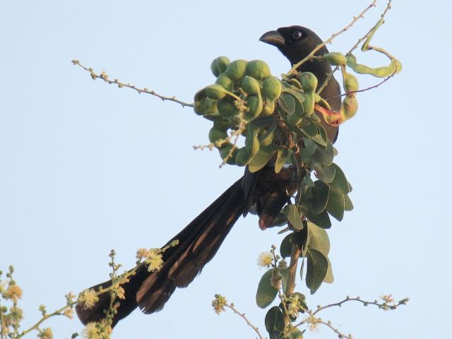 Racket-tailed Treepie