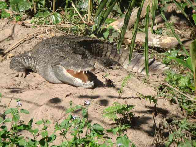 Siamese Crocodile