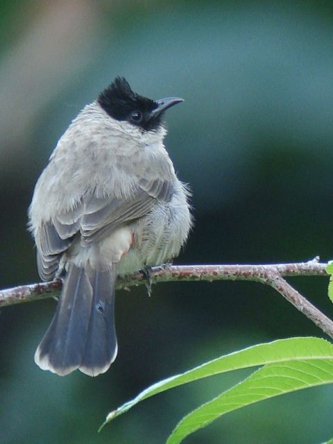 Sooty-headed Bulbul